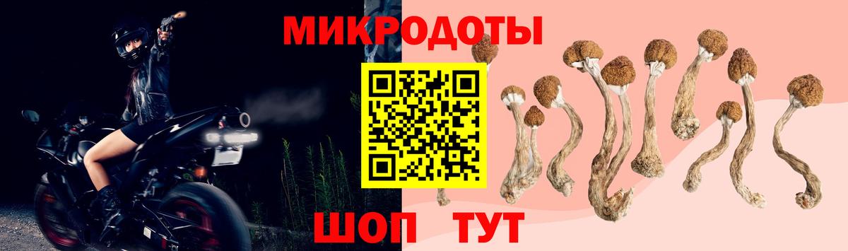 Псилоцибиновые грибы Psilocybe Анжеро-Судженск